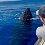 Maui: Epic Small Group Whale Watch - More Details: What to Expect on the Day