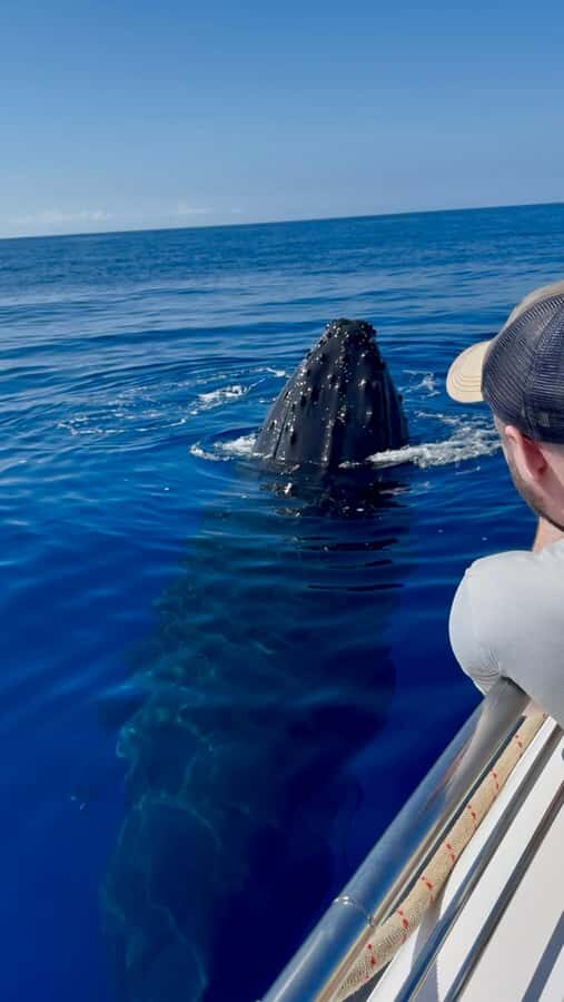 Maui: Epic Small Group Whale Watch - More Details: What to Expect on the Day