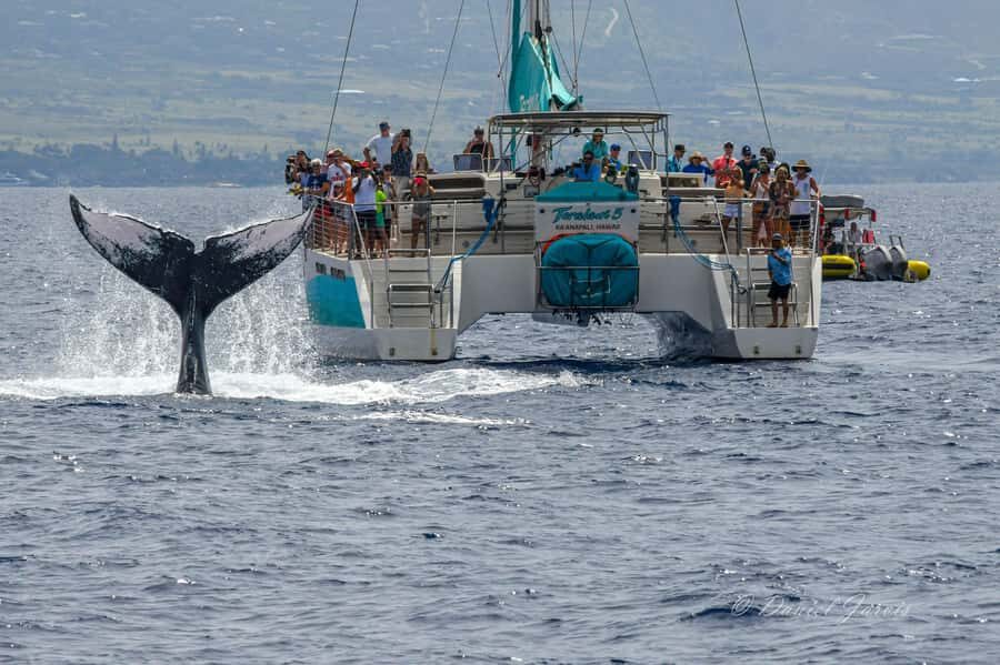Maui: Ka'anapali Whale Watching Cruise on Luxury Sailboat - FAQ