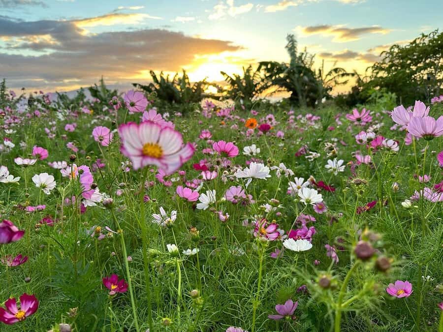 Maui: Mango Farm Sunset Tour with Fruit Tasting and Photos - Is This Tour Right for You?