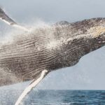 Maui: Morning Sail with the Whales Lahaina Harbor - Authentic Insights from Travelers