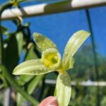 Maui Vanilla Farm Tour Discover Organic Farming and Tasting - What Travelers Say: Authentic Feedback