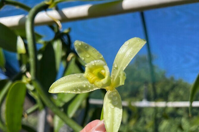 Maui Vanilla Farm Tour Discover Organic Farming and Tasting - What Travelers Say: Authentic Feedback