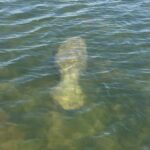 Melbourne: 2-Hour Dolphin & Manatee River Tour - A Closer Look at the Tour Experience