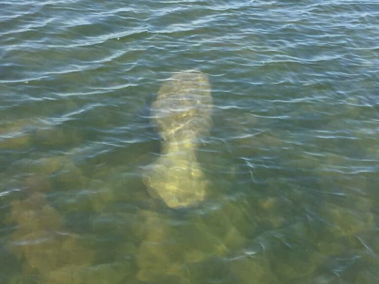 Melbourne: 2-Hour Dolphin & Manatee River Tour - A Closer Look at the Tour Experience