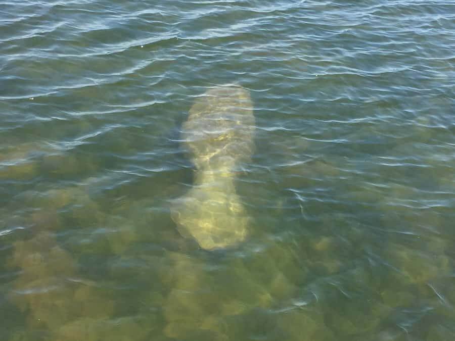 Melbourne: 2-Hour Dolphin & Manatee River Tour - A Closer Look at the Tour Experience