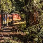 Mendocino County: Skunk Train Pudding Creek Train Ride - An In-Depth Look at the Skunk Train Experience