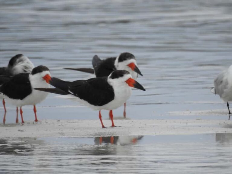 Merida: Birdwatching Tour in the Jungle and Coastline - Why This Tour Truly Excels