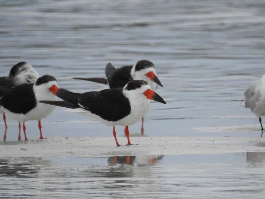 Merida: Birdwatching Tour in the Jungle and Coastline - Why This Tour Truly Excels