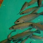 Mermaids & Mediterranean Magic: Tarpon Springs & Weeki Wachee - Frequently Asked Questions (FAQ)