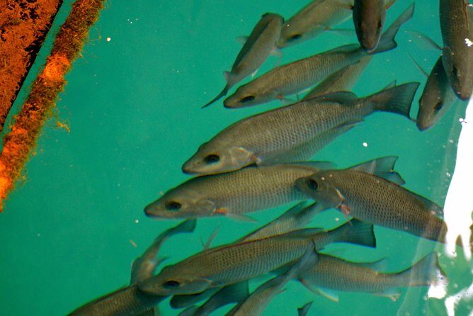 Mermaids & Mediterranean Magic: Tarpon Springs & Weeki Wachee - Frequently Asked Questions (FAQ)