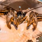 Merritt Island: Dolphin & Manatee Paddle Adventure - Price and Value Analysis