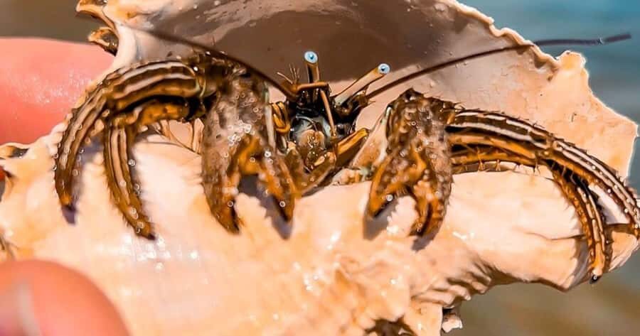 Merritt Island: Dolphin & Manatee Paddle Adventure - Price and Value Analysis