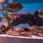 Mertailor's Mermaid Aquarium Encounter General Admission - A Detailed Look at the Mertailors Mermaid Aquarium Encounter