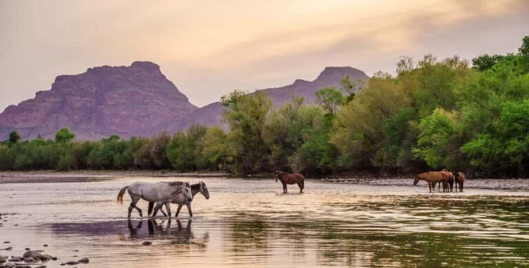 Mesa: Kayak/Paddleboard Experience on the Scenic Salt River - The Sum Up