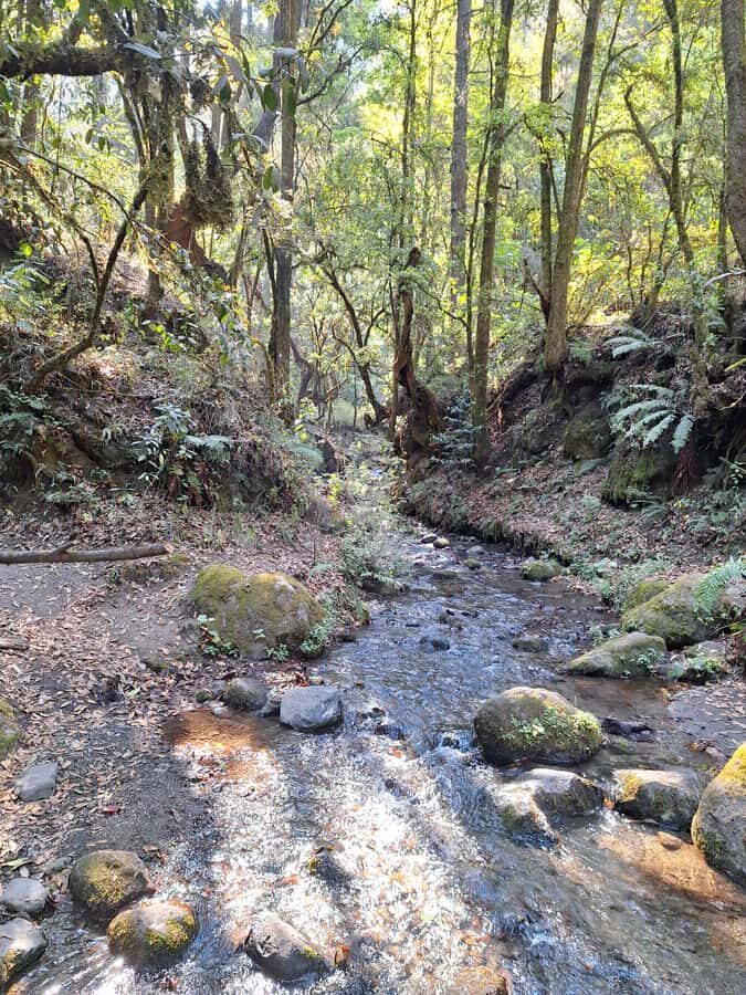 Mexico City: Cascada de Hueyapan Private Hiking Tour - The Sum Up