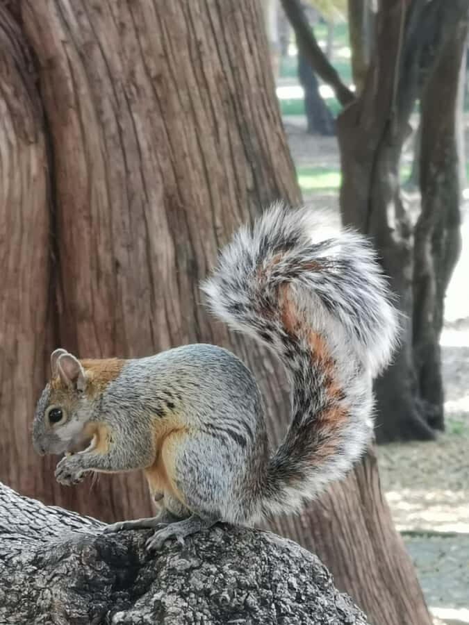 Mexico City: Chapultepec Park Bike Tour - Who Will Love This Tour?