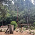 Mexico City: Hiking tour to the Desert of the Lions - Exploring the Desert of the Lions: A Detailed Look