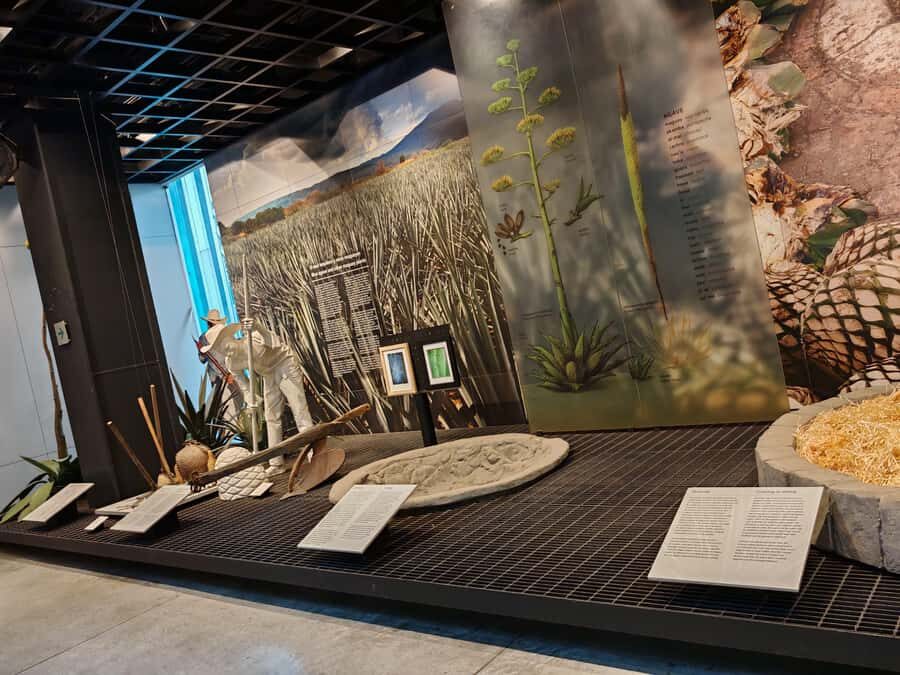 Mexico City: Vegan/Veggie Lucha Libre, Cantinas and Mariachi - Deep Dive into the Itinerary