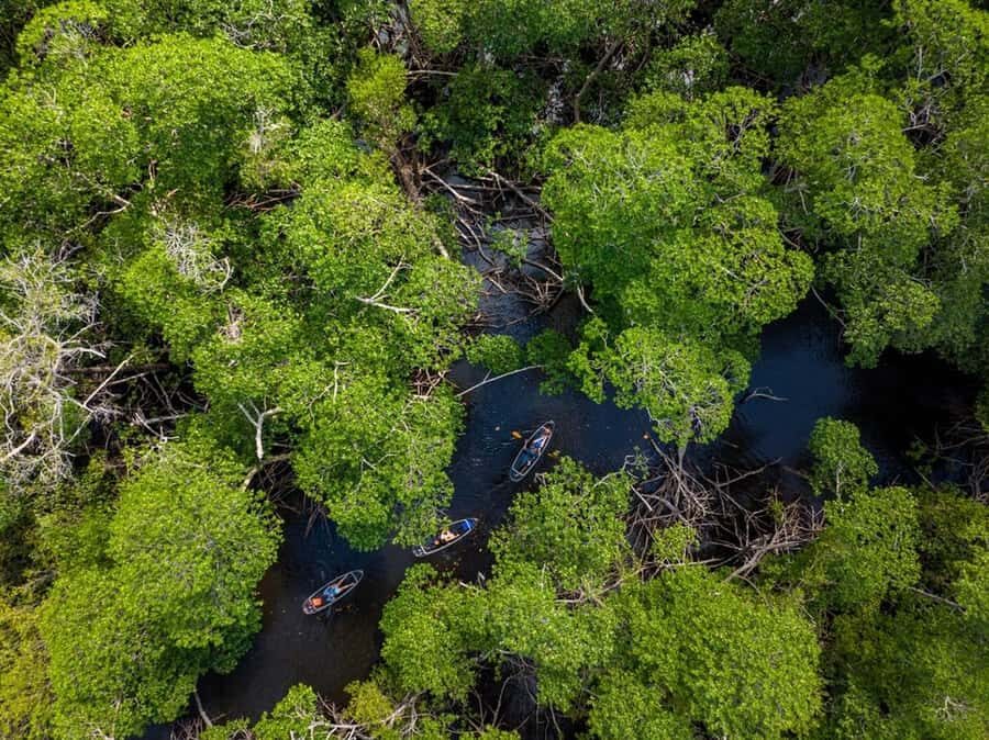 Miami: Clear Kayak Eco Tour with Guide and Wildlife - Who Will Love This Tour?