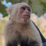 Monkey, Crocodile, Sloths & Beach Experience - What Sets This Tour Apart