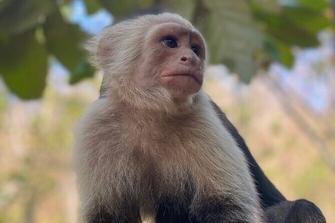 Monkey, Crocodile, Sloths & Beach Experience - What Sets This Tour Apart