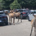 Montreal: Omega Park Canadian Wildlife Safari Adventure - The Allure of Omega Park: What You Can Expect