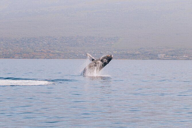 Morning Whale Watch: Lahaina Harbor - Analyzing the Value: Is It Worth It?