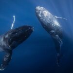 Morning Whale Watching Tour in Maui with Continental Breakfast - An In-Depth Look at the Maui Whale Watching Adventure