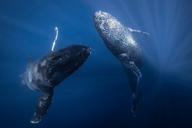 Morning Whale Watching Tour in Maui with Continental Breakfast - An In-Depth Look at the Maui Whale Watching Adventure