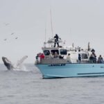 Morro Bay: Whale Watching Adventure - Who Should Book This Tour?