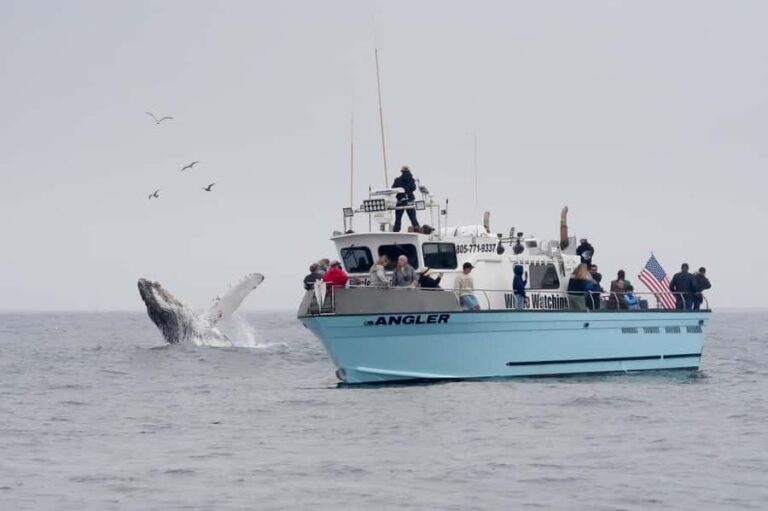 Morro Bay: Whale Watching Adventure - Who Should Book This Tour?