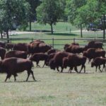 Mount Rushmore and Black Hills Tour with Two Meals and a Music Variety Show - Analyzing the Value