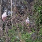 Mt. Dora Canal Boat Tours with Lunch - Analyzing the Value