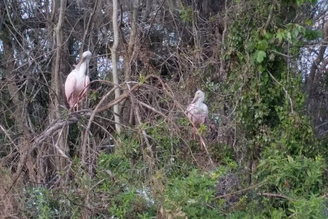 Mt. Dora Canal Boat Tours with Lunch - Analyzing the Value