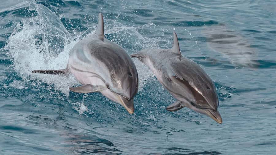Myrtle Beach: Dolphin & Sealife Cruise, Great For All Ages! - What Makes This Tour Stand Out?