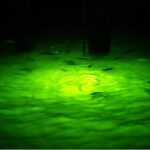 Naples Night Fishing Trips - A Closer Look at Naples Night Fishing Trips