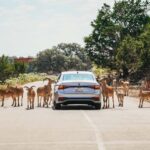 Natural Bridge Wildlife Ranch: Self-Guided Safari Drive-Thru - A Closer Look at the Experience