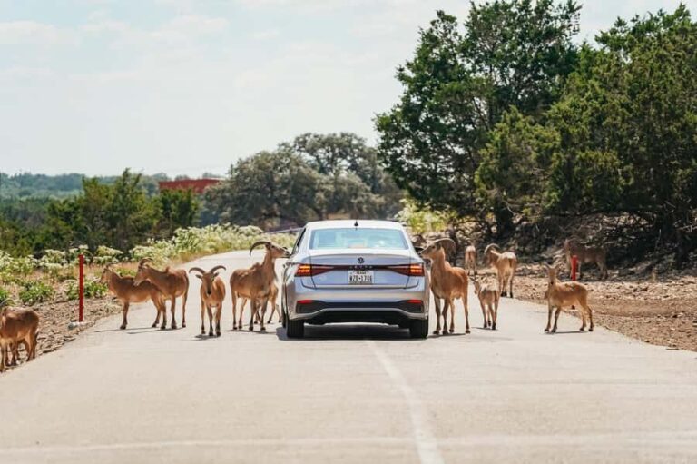Natural Bridge Wildlife Ranch: Self-Guided Safari Drive-Thru - A Closer Look at the Experience