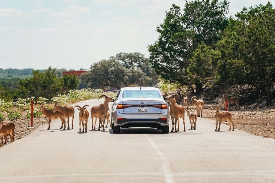 Natural Bridge Wildlife Ranch: Self-Guided Safari Drive-Thru - A Closer Look at the Experience