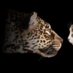 Natural History Museum LA: Entry + Fierce! The Story of Cats - A Deep Dive into the Experience