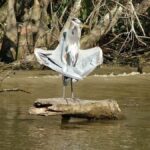 New Orleans: Honey Island Swamp Tour - Practical Tips for Your Swamp Visit