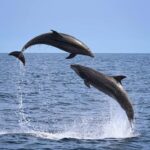 Newport Beach: 2-Hour Whale Watching Tour - An In-Depth Look at the Newport Beach Whale Watching Experience