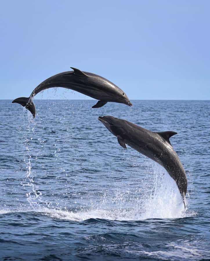 Newport Beach: 2-Hour Whale Watching Tour - An In-Depth Look at the Newport Beach Whale Watching Experience