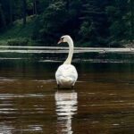 Newton: Charles River Canoe Rental - What To Expect During Your Canoe Trip