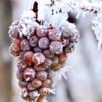 Niagara Taste Trio Winery Tours with Wine Tastings and Pairings - FAQs