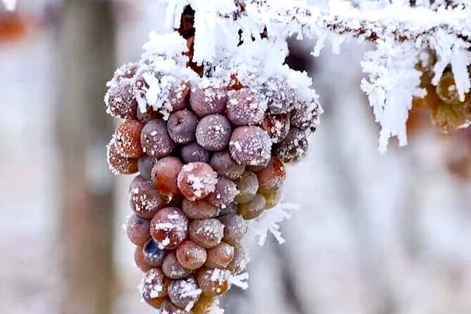 Niagara Taste Trio Winery Tours with Wine Tastings and Pairings - FAQs