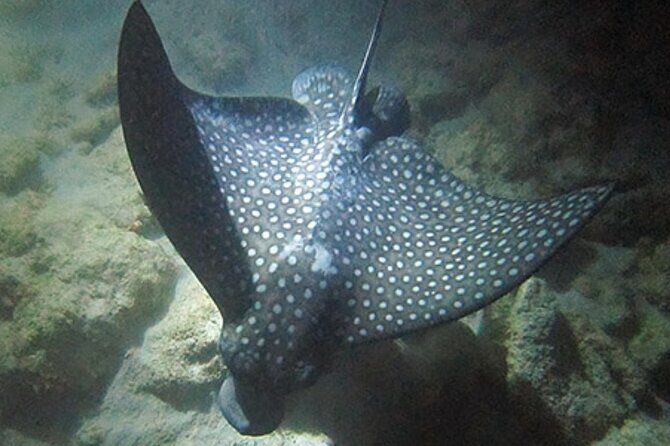 NIGHT TIME Guided Snorkel tour - Practical Considerations