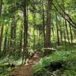 Nighttime Forest Firefly Hike - Who Will Love This Tour?