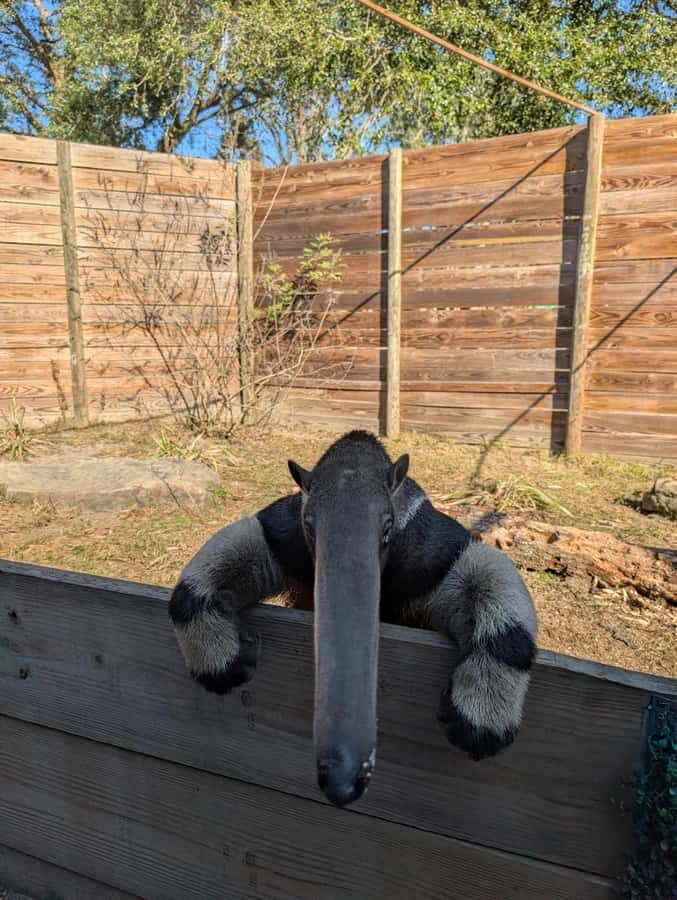 North Florida Wildlife Center General Admission - A Deep Dive into the North Florida Wildlife Center Experience